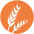 Gluten