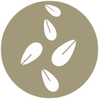 Sésamo
